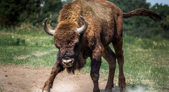 angry bison