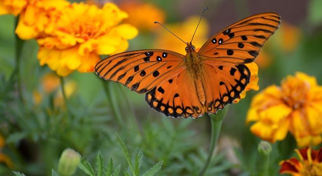 butterfly on flowers - The Renewed Mind